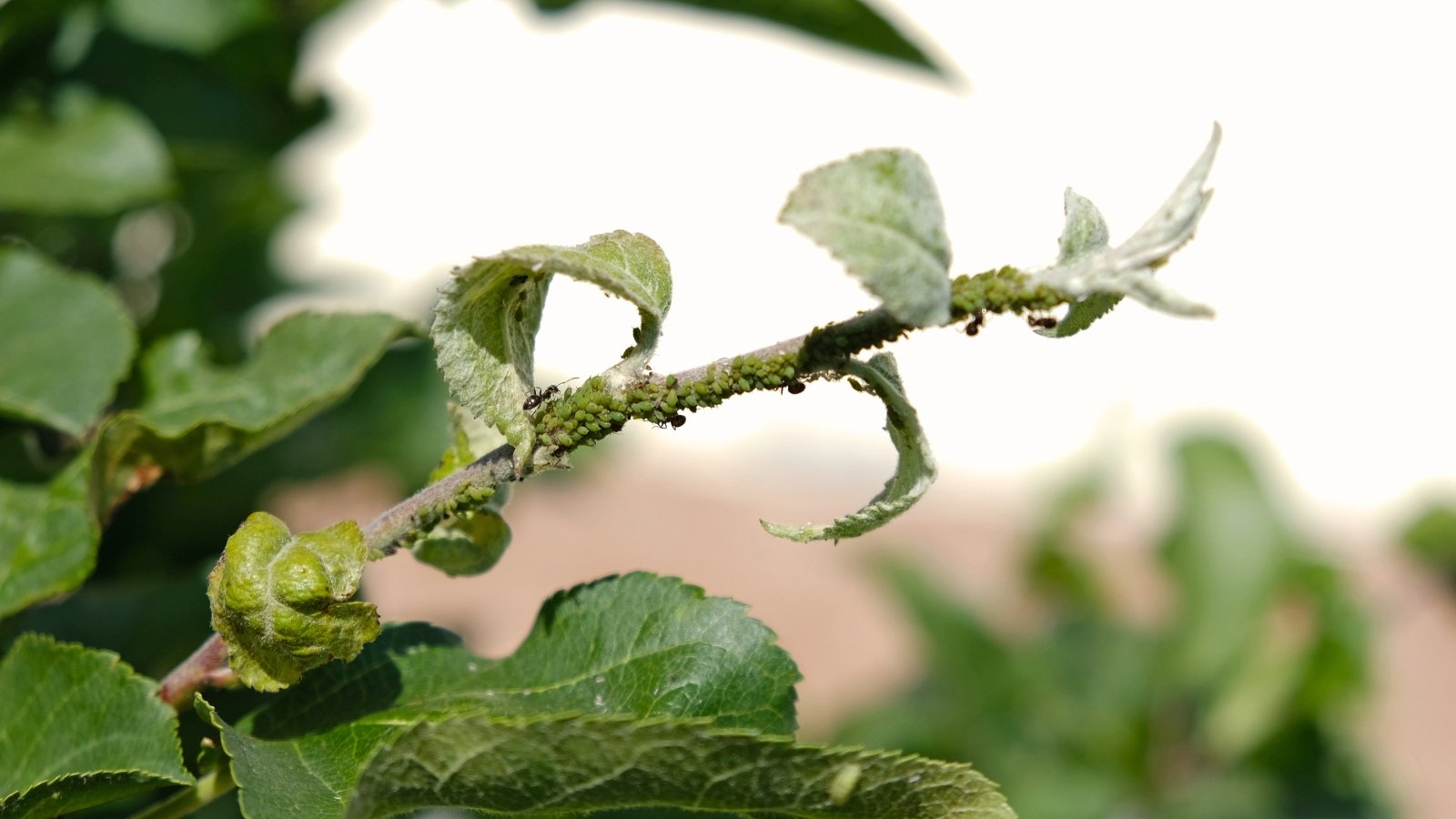 Leaves and stems infested by clusters of tiny pear-shaped, soft-bodied, green insects.