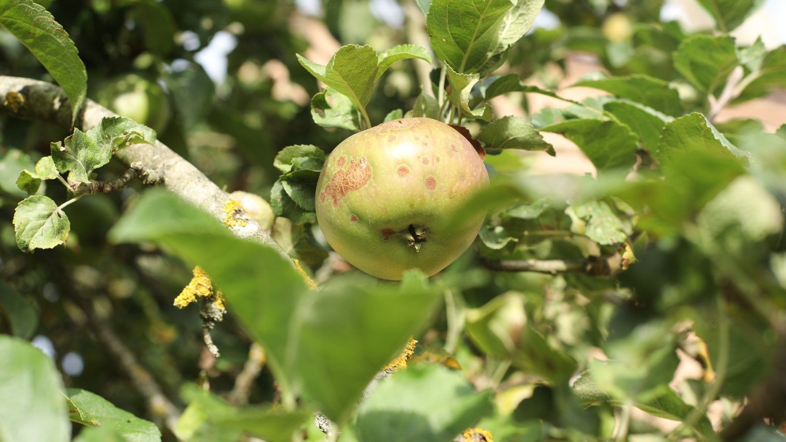 Apple fruit has crescent-shaped scars and small punctures that lead to internal rotting.
