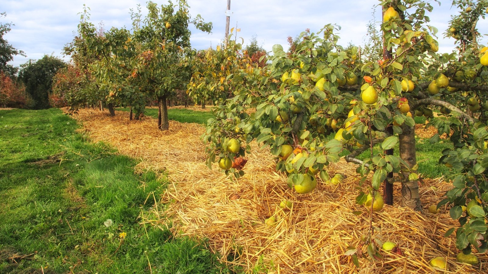 Pear trees in a garden with branches heavy with ripe, greenish-yellow fruits and glossy leaves, while the soil beneath is covered with a thick layer of straw mulch.
