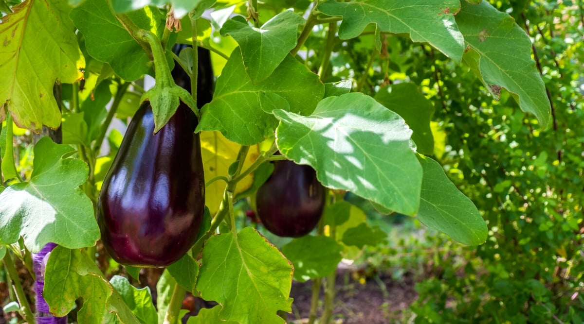 Close-up of ripe eggplants in the garden. The plant is a tall shrub with large, broad, slightly lobed leaves that are green in color and slightly hairy. The eggplant fruit has an elongated, slightly pear-shaped shape with a smooth, shiny purple skin.