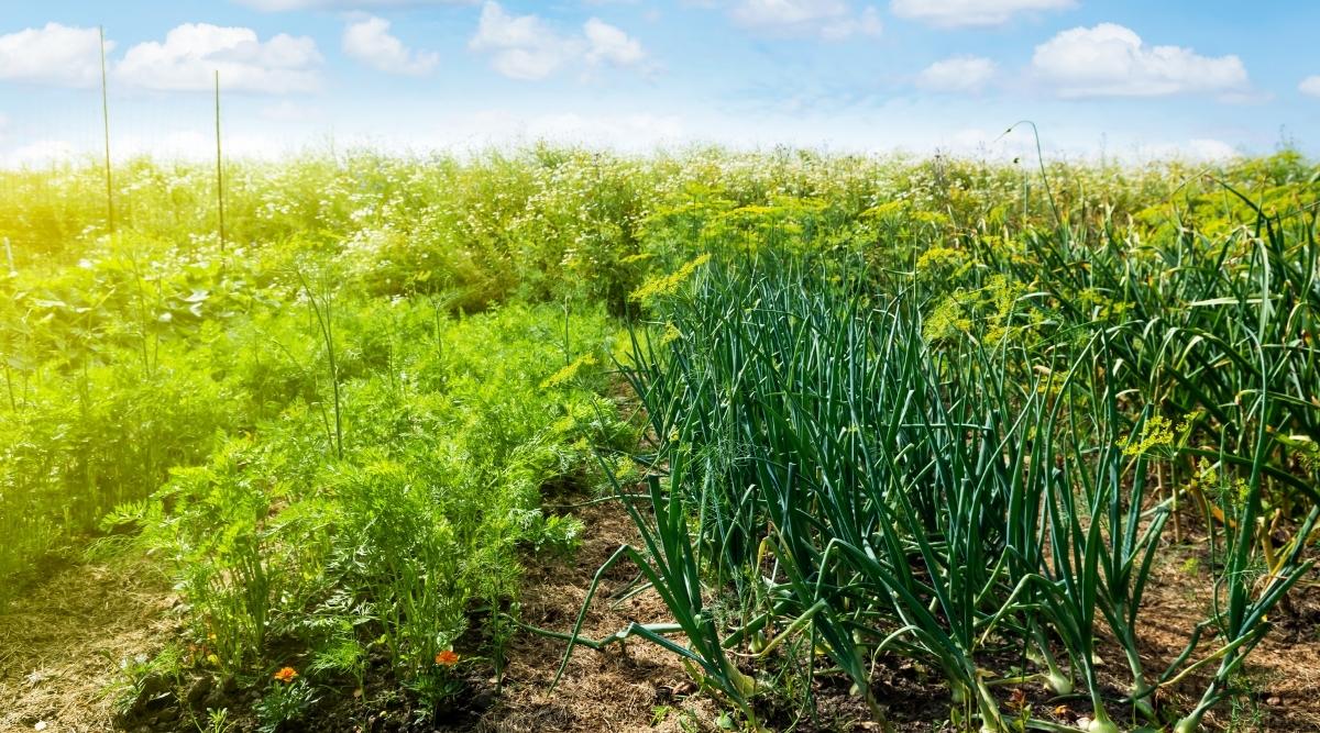 Onion lush greens, carrots and other vegetables are growing in the garden. They are planted in rows together, and each type of vegetable is growing in its own row.