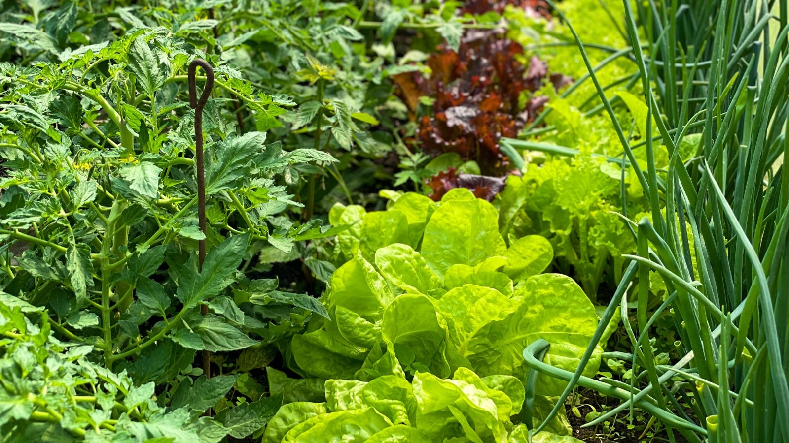 Close-up of a garden bed with young tomato, green onion and lettuce plants with green and burgundy leaves.