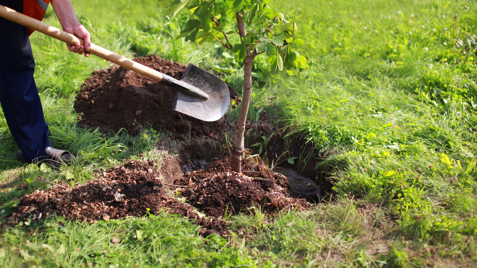 A person using a shovel to dig a hole, with dark earth being removed, likely for planting a tree or large plant.