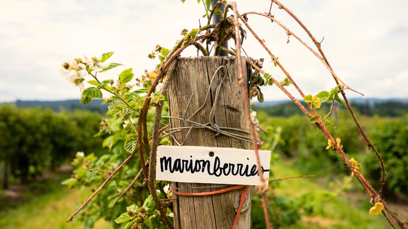 Close-up of a sign with an inscription attached to a wooden trellis entwined with robust, thorn-covered stems, bright green toothed leaves, and clusters of dark, glossy berries.
