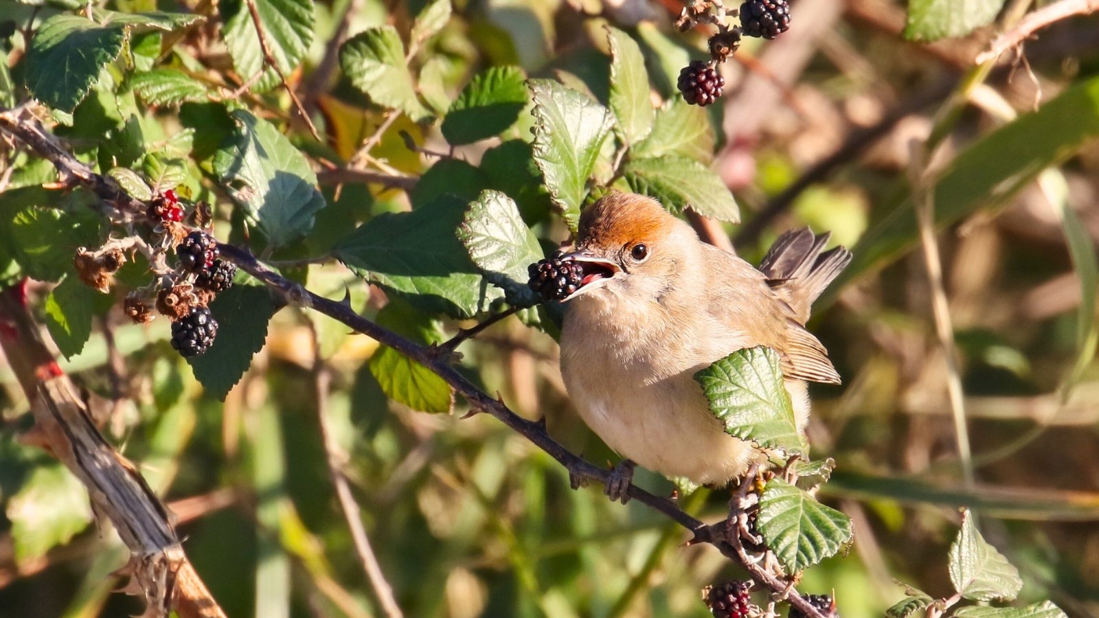 Close-up of a Eurasian blackcap female sitting on a thorny stem and eating a juicy black berry.