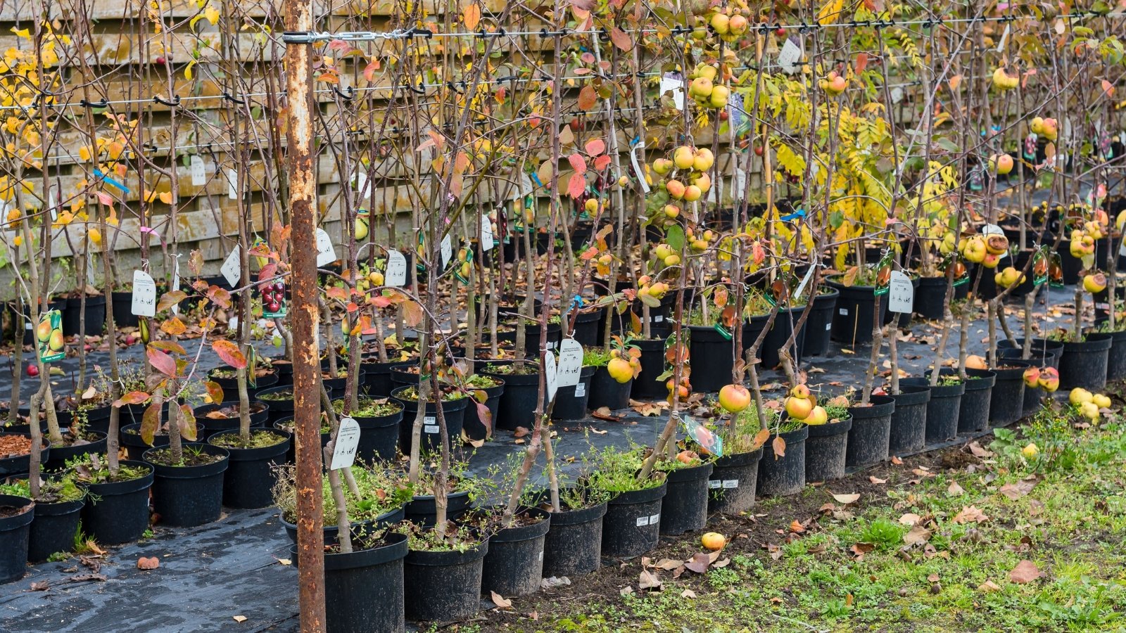 Apple trees in black pots showcase fall-colored leaves in shades of red and orange, accented by a few ripe yellow-pink fruits.
